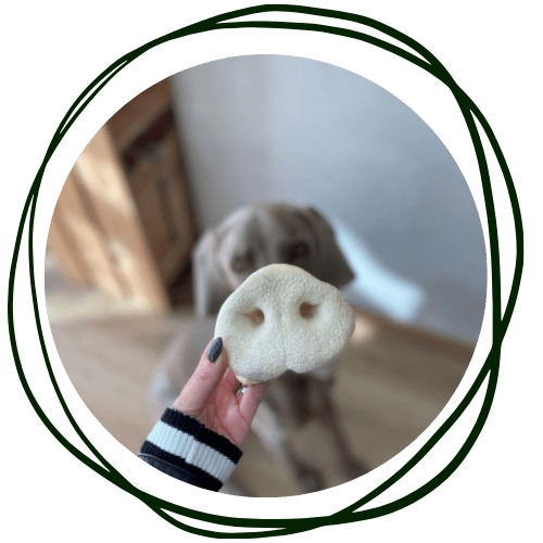 Tu perro en la mejores manos